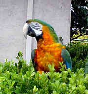 Adorable and affectionate Catalina Macaw parrots for adoption