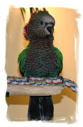 Hawk head parrot for free adoption