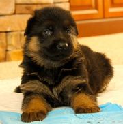 Cute Male and Female German Shepherd Dog Puppies For Adoption