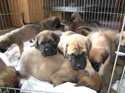 Gorgeous Mastiff Puppies For  Adoption