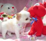 Cute chihuahua puppies for your home