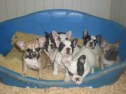 Fantastic French Bulldog Puppies For adoption