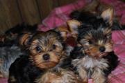 Home raised Yorkshire Terrier puppies available for good home