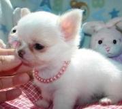 Cute chihuahua pupppies for your home