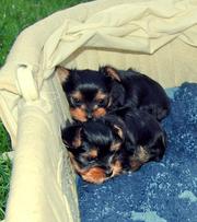 Healthy Looking Male And Femeacup Yorkie Puppies Available