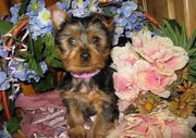 Great Kc Registered T-Cup Size Yorkshire Terrier Puppies