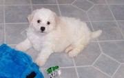 Bichon Frise puppies available for good home