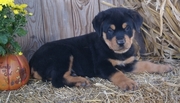 Rottweiler puppies available for good home