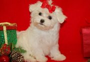 Home trained Maltese puppies available for good home