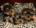 nice looking  yorkshire terrier puppies for free  adoption