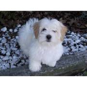 Adorable little Maltese puppy 