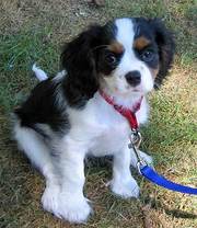  Cavalier King Charles Spaniel Puppies  for sale