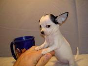 Charming Little Teacup Chihuahua Puppies Ready For a Good Home