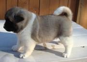 Gorgeous Akita Puppies Ready For a Caring Home