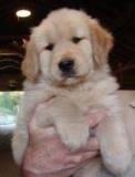 Beautiful Golden Retriever puppies Available For A Good Home