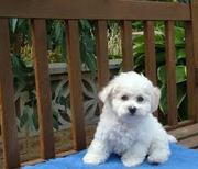 Healthy Bichon Frise Puppies For Immediate Home Adoption