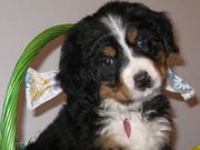 Cute UKC Bernese Mountain Dog Puppies for sale