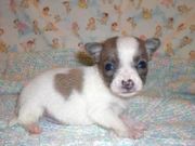 Cute UKC Chihuahua Puppies for sale