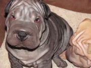 Cute UKC Chinese Shar-Pei Puppies for sale