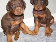 Cute Doberman Pinscher Puppies for sale