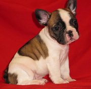 Adorable French Bulldog Puppies Ready to go