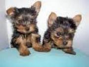 GORGEOUS  TEACUP  YORKIE PUPPIES FOR ADOTPION AT ANY LOVELY HOME