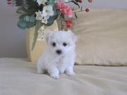 Top Quality Maltese Puppies 