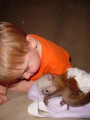 Talented Baby Capuchin Monkey For Adoption!!!!!