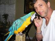 Talking african grey  and blue and gold macaw parrots