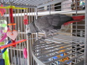 Mimi talking congo african grey parrots ready now