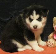 Awesome Siberian Husky Puppies For Sale