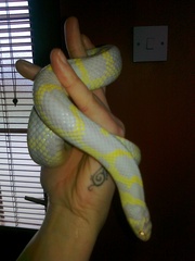  Trio of breeding Snakes for sale