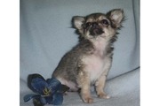 chihuahua puppies for sale.