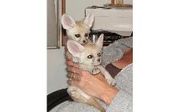  Home train Fennec fox,  spotted genet and kinkajou for sale .