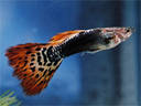 Tropical fish - guppies - for sale €1