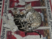 Bengal and F1 savannah kittens for sale. 