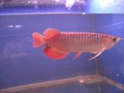 Top quality arowanas fishes for sale
