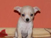 cute and adorable chihuahua puppies for free adoption