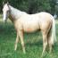 Cute lovely Palomino Mare for Adoption