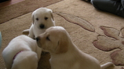 gorgeous golden labrador pups for sale