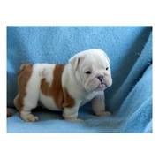 two beautiful English bulldog puppies