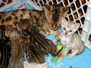 Adorable Vet checked bengal kittens ready for rehoming.