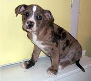 Cute and lovely Catahoula Bulldog puppies now available.