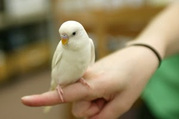 I need a white young female budgie