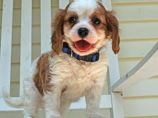 CAVALIER KING CHARLES PUPS FOR SALE 