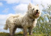 West Highland Terrier Missing