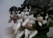Beautiful siberian husky puppies