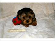 Yorkie puppies for re homing text (424) 231-7235