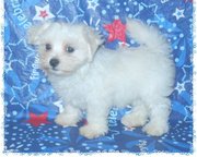 Magnificent Maltese puppies seeking new homes