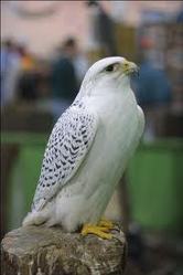 peregrine falcon for sale 